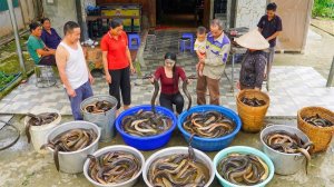 Выращиваем много угрей в резервуарах, отправляюсь  в деревню на продажу.