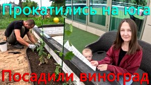 Выдают только по 20 литров! Доедем ли? Сгоняли на юга и по возращении домой посадили виноград.