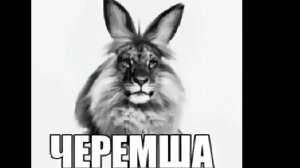 как обычно стрим с все образными котиками
