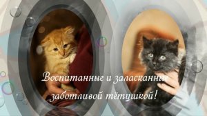 Котята 2024