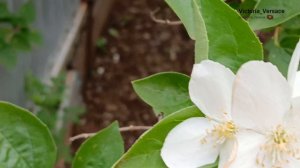 Чубушник очень красиво цветёт! Из леса кустик стал вот таким 👍🌺