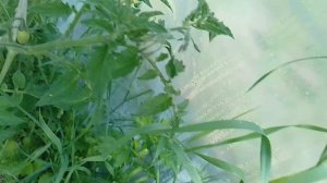 Мои помидорчики 🍅👍🤭😀