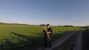 Деревня Соснино (прогулка на Кожевников луг)