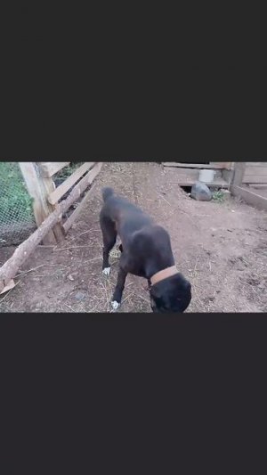 АЛАБАЙ/САО/ОВЧАРКА/ДРЕССИРОВКА