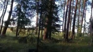 вся природа нашего леса в Егорьевске обязательно посмотрите🍂🏞️🍂
