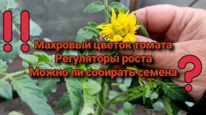Махровый цветок томата. Регуляторы роста. Можно ли собирать семена.