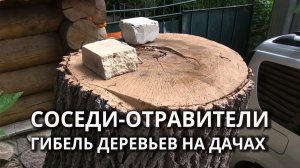 На дачах под Саратовом гибнут деревья