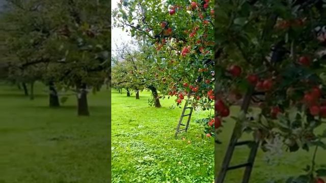 10773.mp4 смотреть онлайн