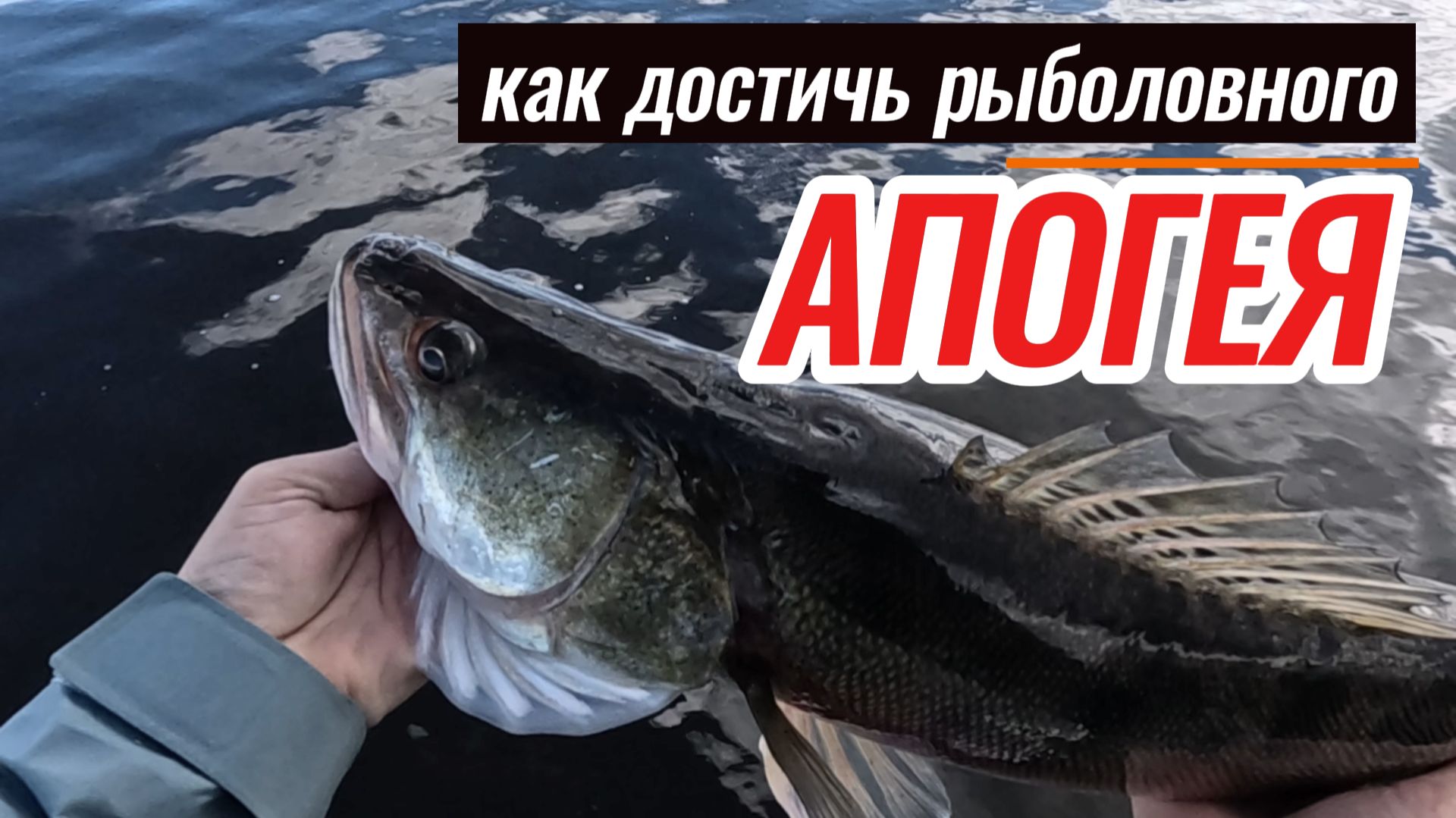 Овальный бланк. Такого вы точно не видели. смотреть онлайн