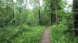 гуляю по лесу часть 4
