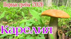 Первые грибы в Карелии 2026
