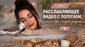 Самое расслабляющее видео с попугаем, которое ты сегодня увидишь