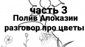 Полив Алоказий и разговор про цветы