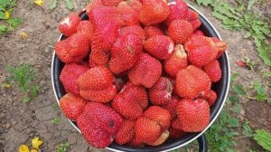 САД И ОГОРОД. Сбор урожая клубники.