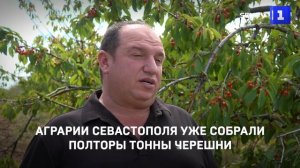 Аграрии Севастополя уже собрали полторы тонны черешни
