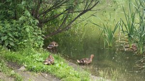 Бешеные каникулы) Прогулки, покупки, процессы🧶🌼🐸⛵