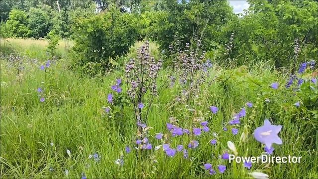 Липецкая обл. с.Борино. 20.06.26 г.