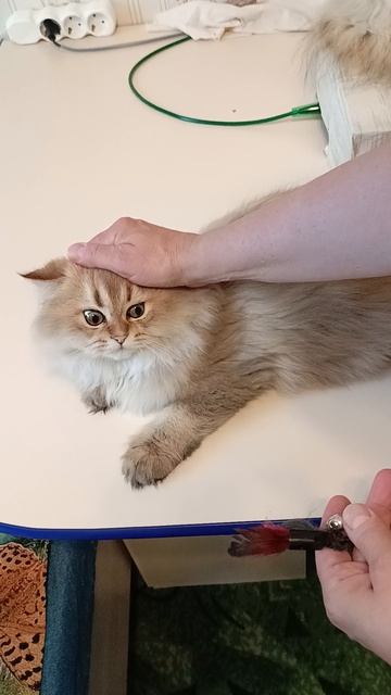 Котенок Тамерлан - шотландский прямоухий. В разведение или в любимцы