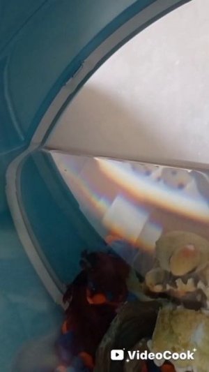 День Рубина./День первый./Люня Шмуня./🐠.