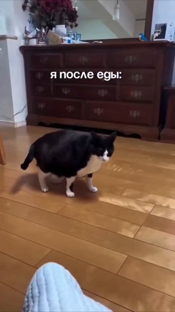 СОВЕТ: После еды полезна прогулка #memes #мем