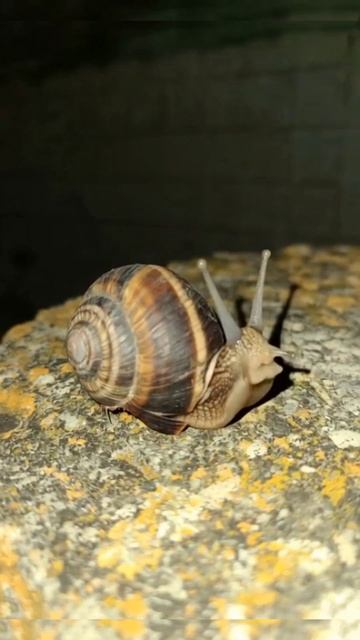 Улитка 🐌