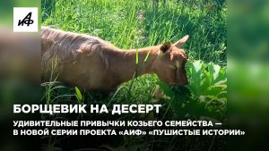 Борщевик на десерт. Удивительные привычки коз — в новой серии проекта «АиФ» «Пушистые истории»