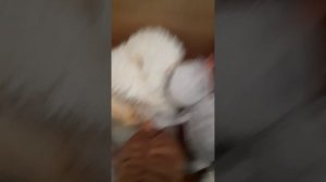 смотрю свои мягкие игрушки