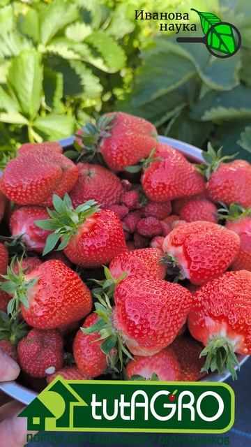 Ставь ЛАЙК, кто согласен! 🍓Домашняя клубника — лучшее лакомство в мире! 🍓👑❤️ Рецепт из клубники.
