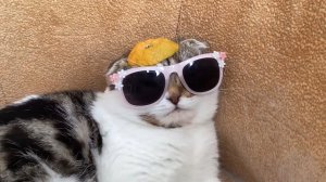 Мусик в розовых очках 🐈 смешной котик 😸