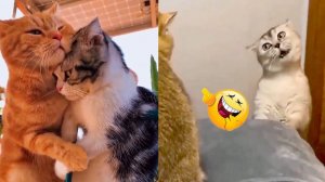 СМЕШНЫЕ КОТЫ | ЛУЧШИЕ ПРИКОЛЫ С КОТАМИ, СОБАКАМИ, КОШКИ, СОБАКИ, ЖИВОТНЫЕ, СМЕШНОЕ ВИДЕО