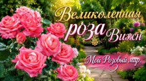 Великолепная роза Вижн (Vision).