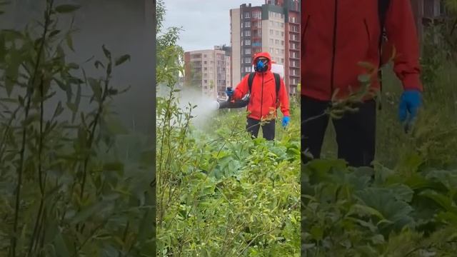 Горы песка, а на них — горы борщевика смотреть онлайн