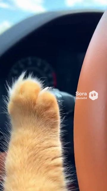 Кот Водитель смотреть онлайн