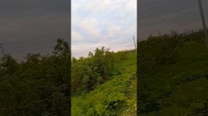 1000061108.mp4шаги ..нашагали
