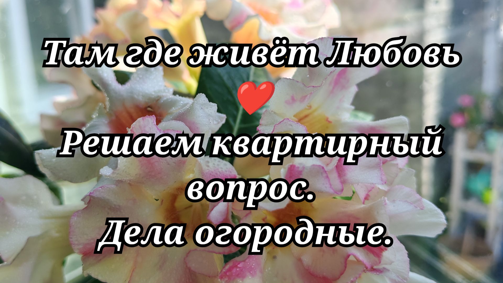 #146 Понедельник. Решаем квартирный вопрос. Дела огородные.