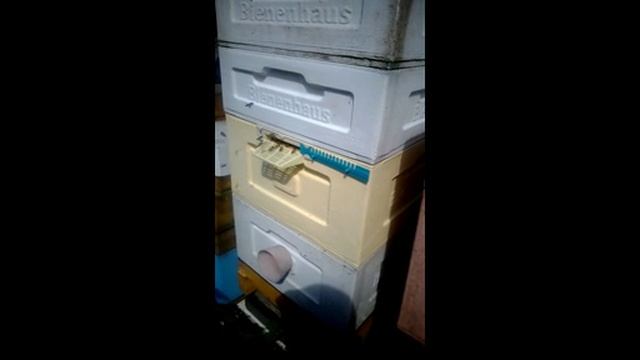 как я выбираю семью пчел для дальнейшего размножения , часть 1 , 23.06.2026