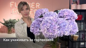 Как ухаживать за гортензией