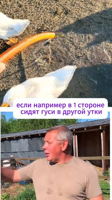 ГУСИ И УТКИ: можно ли держать вместе? 🤔🦆