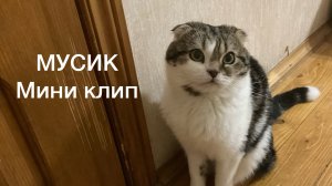 Очаровательный котенок Мусик 🐈 мини клип ✨