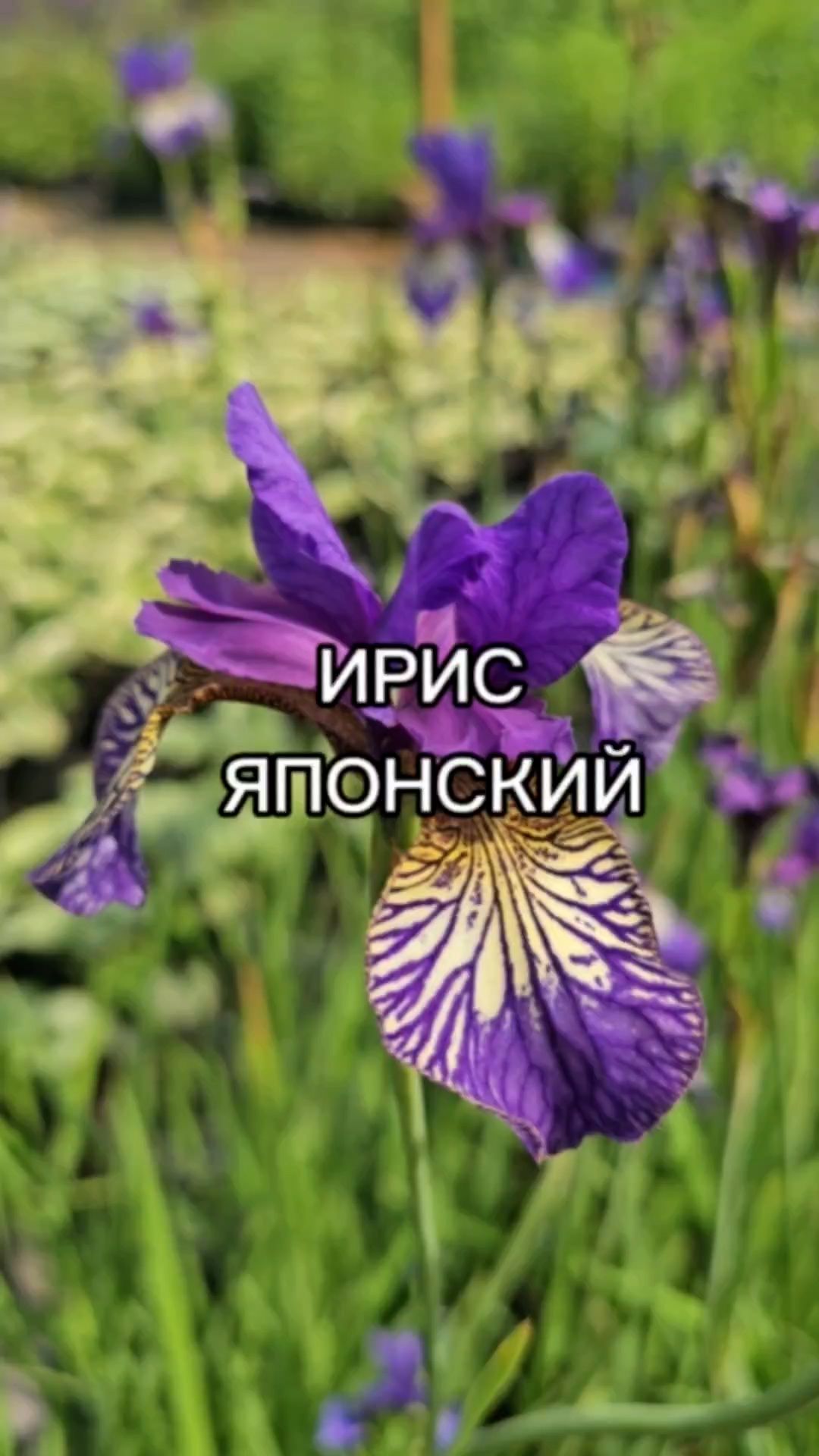 Японский ирис украсит ваш сад крупными цветками!