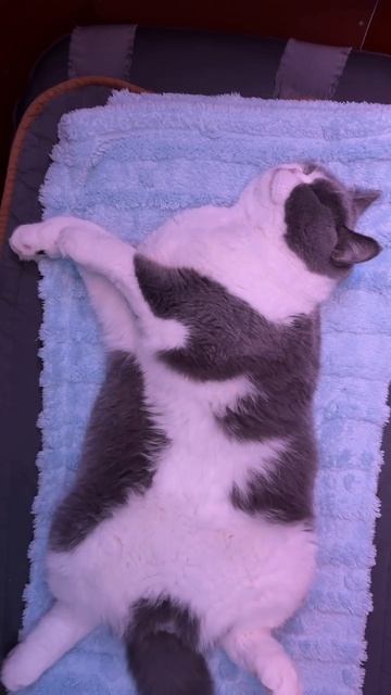 Бизнес класс для кота