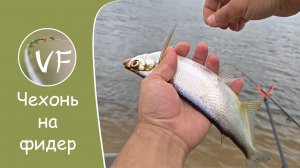 Самый быстрый способ исследовать дно маркерным грузиком, или как мы с Даней чехонь на фидер ловили