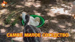 Гусёнок, утята, эму и цыплята (2) – самое милое соседство малышей на страусином дворике