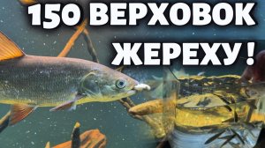 150 ВЕРХОВОК ЖЕРЕХУ !