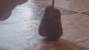 Тайна аллигатора на свадьбе серия 2