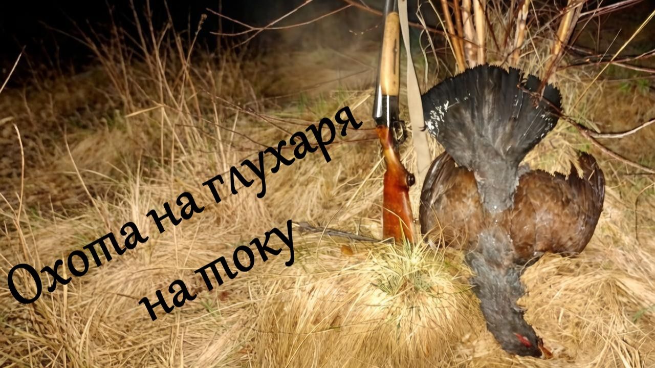 Охота на глухаря на току. Удачный подход и меткий выстрел.