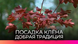 Семья Петровых посадила клён у новгородского перинатального центра в честь спасённого сына