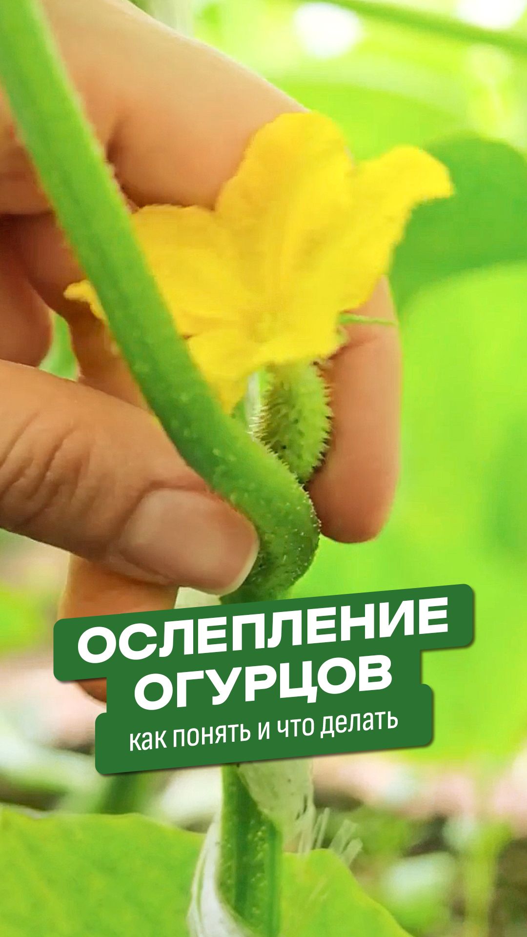 ОСЛЕПЛЕНИЕ ОГУРЦОВ: зачем удалять первые завязи
