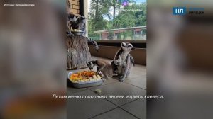 Утренние кадры с лемурами покорили липчан