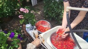 обрываю пасынки на томатах, вялю вишню, розы, шалфей